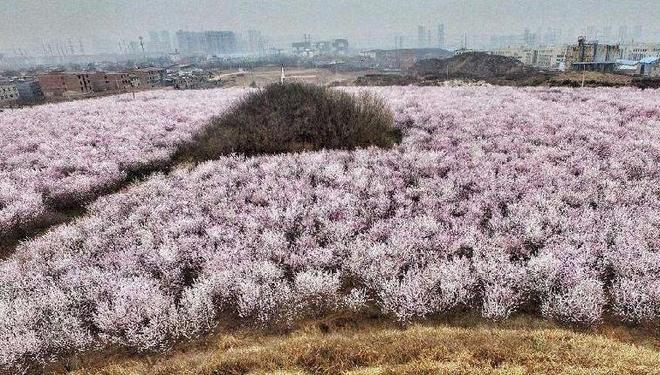 西安长安区大府井村赏桃花攻略