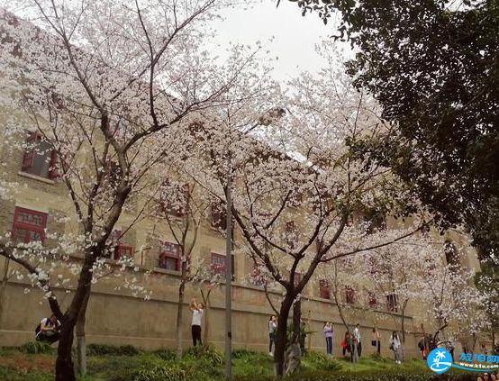 武汉大学樱花好看吗 武大赏樱花游记