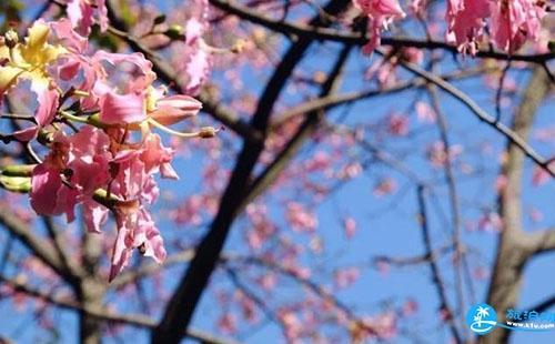 广州三日自由行攻略 广州三日游去哪里比较好