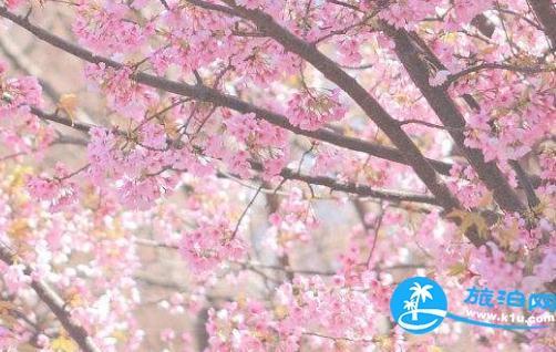 青岛春季赏樱攻略（开放时间+地点+交通）