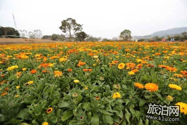 年春节期间深圳大鹏区有哪些好玩的地方推荐