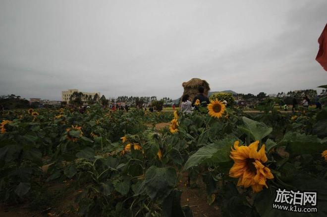 年春节期间深圳大鹏区有哪些好玩的地方推荐