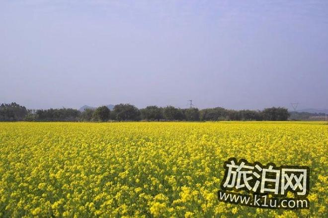 清远英德横石塘镇唐屋村看油菜花攻略