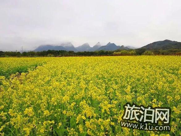 清远英德横石塘镇唐屋村看油菜花攻略