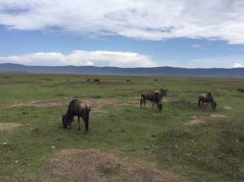 坦桑尼亚东非大草原safari旅游攻略