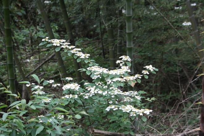 武功山自由行攻略 武功山门票免费