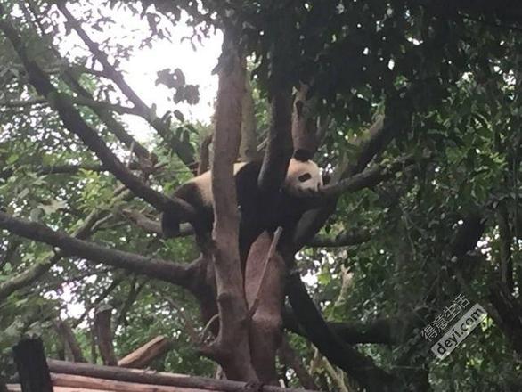 成都旅游住哪里方便 成都旅游住宿推荐