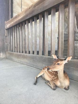 日本自由行美食攻略