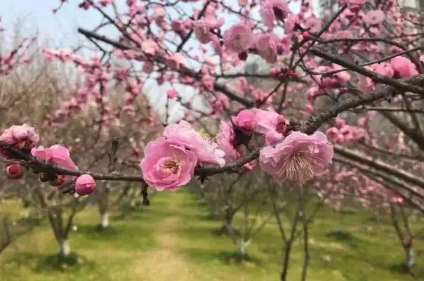 南京赏梅花的地方有哪些 十大赏梅地点推荐