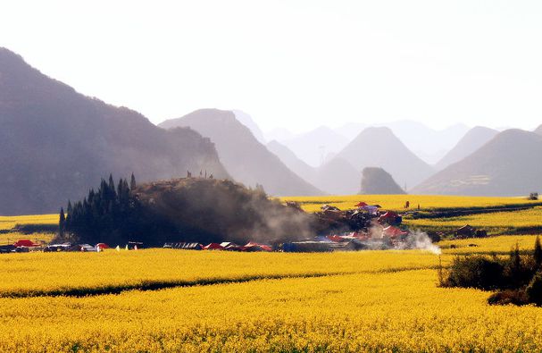 罗平油菜花最佳观景点在哪?