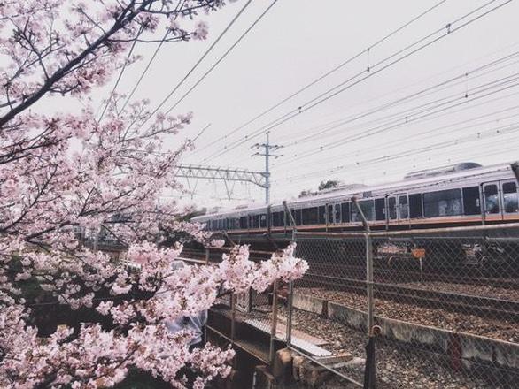 日本赏樱花最佳地点