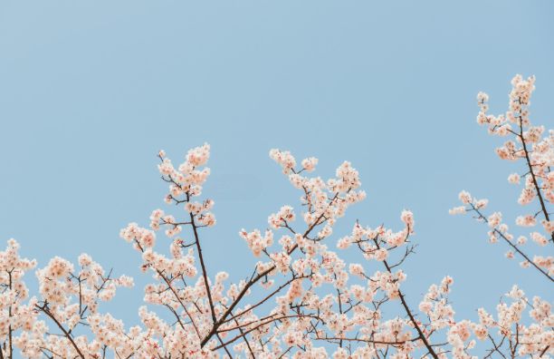 太原玉泉山公园现在能去吗?附樱花赏花指南