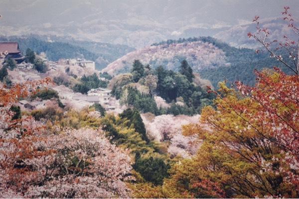 日本赏樱花最佳地点