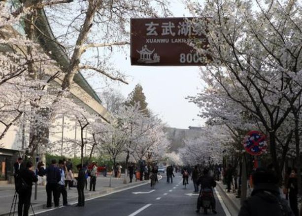 年南京鸡鸣寺樱花什么时候开