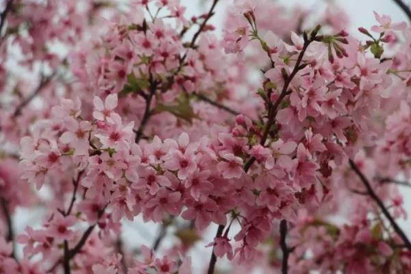 广州春节去哪里玩比较好