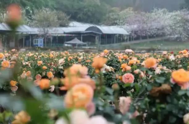 广州春节去哪里玩比较好