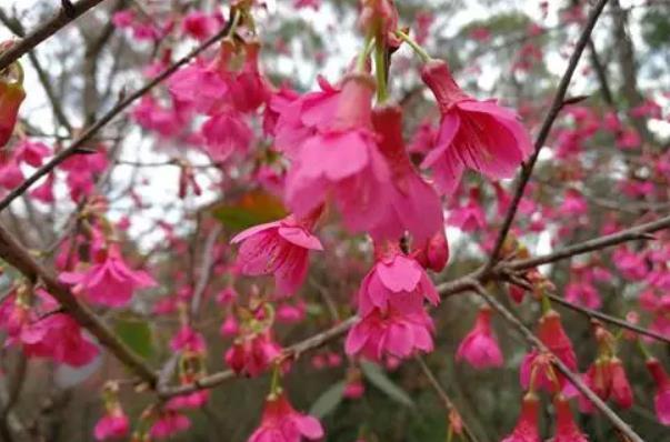 福州樱花园在哪里?能看樱花景区有哪些?