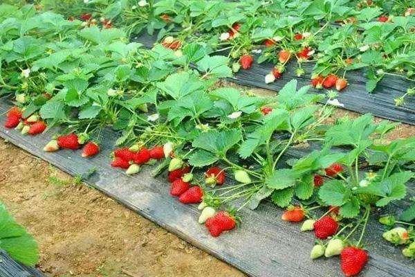 武汉哪里有摘草莓的地方 草莓多少钱一斤