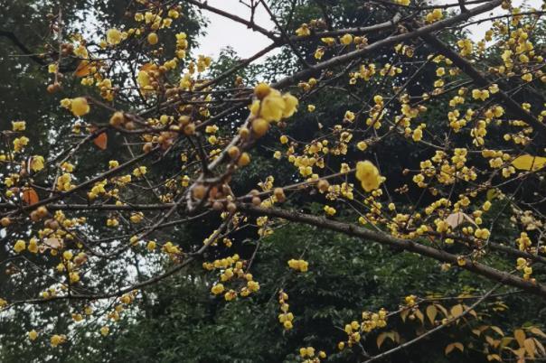 成都看梅花哪里比较好 观赏梅花最佳季节