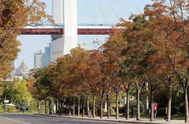 上海秋季景色最美的地方