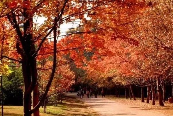 上海秋季景色最美的地方