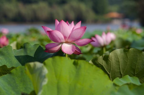 长沙看花的地方有哪些 长沙全年赏花攻略