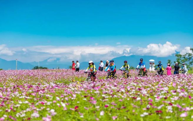 温江汪家湾格桑花海盛花期-旅游指南