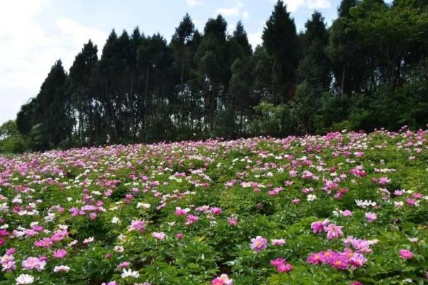 中江芍药花基地在哪里-观赏地推荐