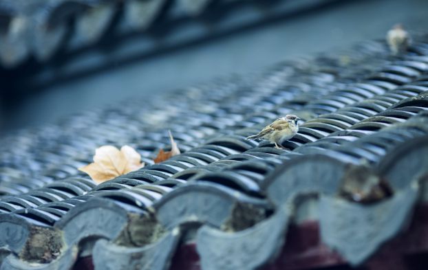 年3月20日起泰山碧霞祠、普照寺及王母池恢复开放