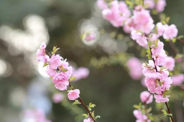 北京赏花时间表 北京5月赏花的地方有哪些