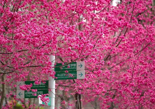华中农业大学现在可以进去吗 华农春季赏花攻略