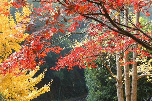 年12月岳麓山枫叶红了吗 岳麓山观赏路线推荐