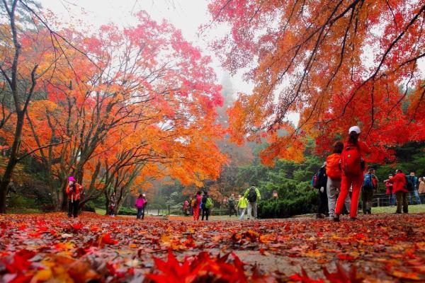 庐山红叶什么时候去最好 庐山去哪看红叶