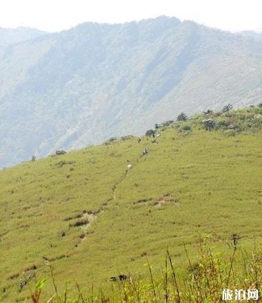 东坪沟高山草甸攻略