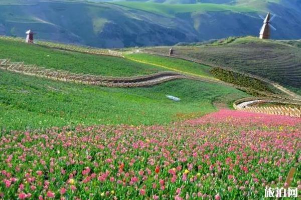 江布拉克郁金香花海几月份开