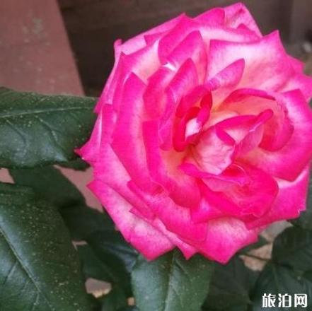 北京国际鲜花港游玩攻略 鲜花港游记