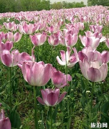 北京国际鲜花港游玩攻略 鲜花港游记