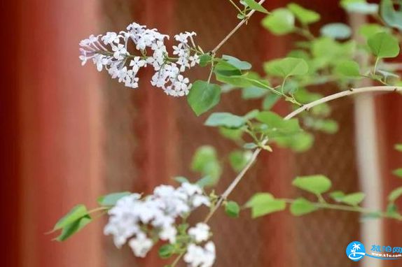 北京法源寺赏花攻略