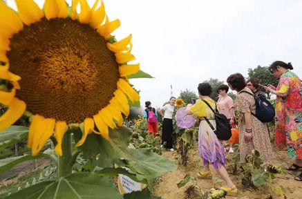 武汉紫薇都市田园一日游 武汉紫薇都市田园攻略