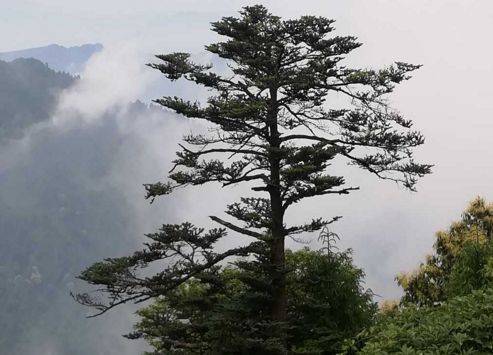 峨眉山旅游攻略  峨眉山有什么好玩的