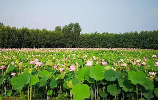 涿州在哪儿  涿州有什么好玩的景点