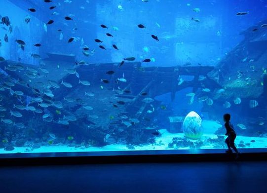 新加坡的海底世界好玩吗 新加坡海底世界亲子游攻略