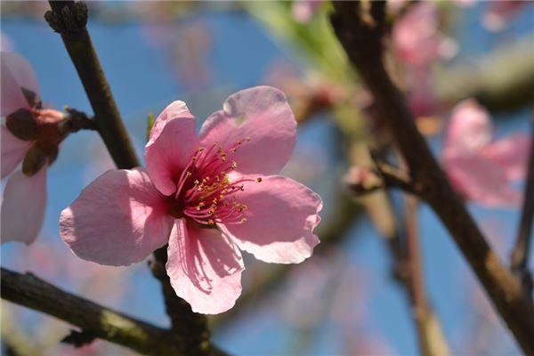 梦见桃花树是什么意思