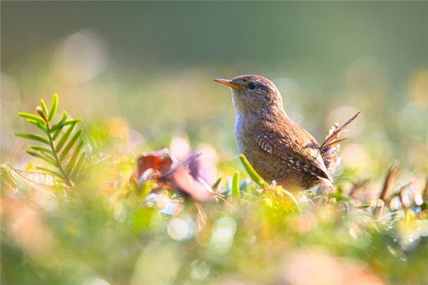 梦见抓小鸟是什么意思