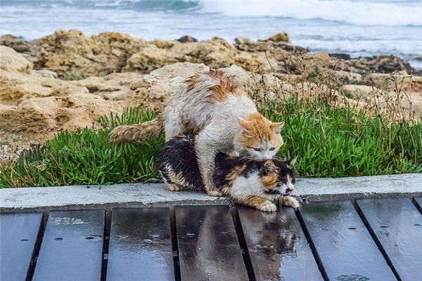 梦见猫交配是什么意思