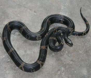 梦见黑蛇是什么预兆