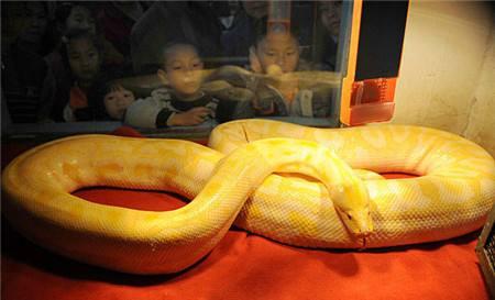 孕妇梦见吃大蟒蛇