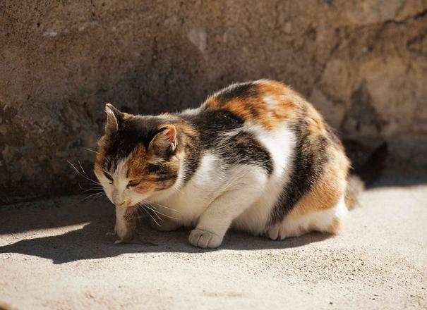 梦见猫吃老鼠