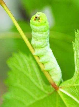 梦见绿色虫子是胎梦吗