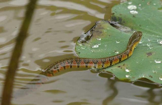 孕妇梦见蛇在池塘里游